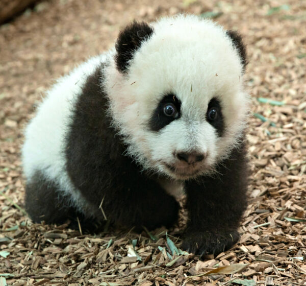 Panda Cubs For Sale