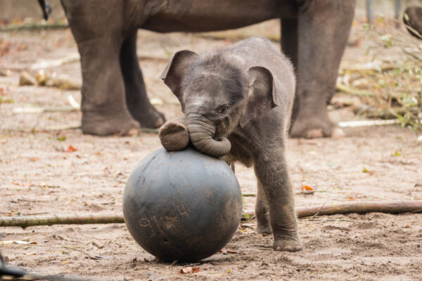 Elephant Calf For Sale