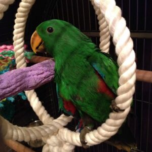 Eclectus Parrot For Sale