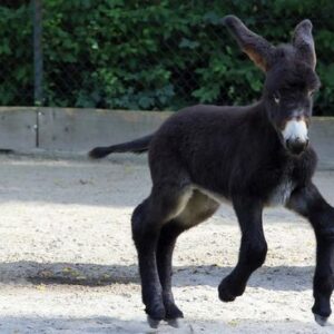 Donkeys For Sale