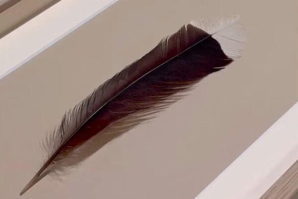 Huia bird feather for sale