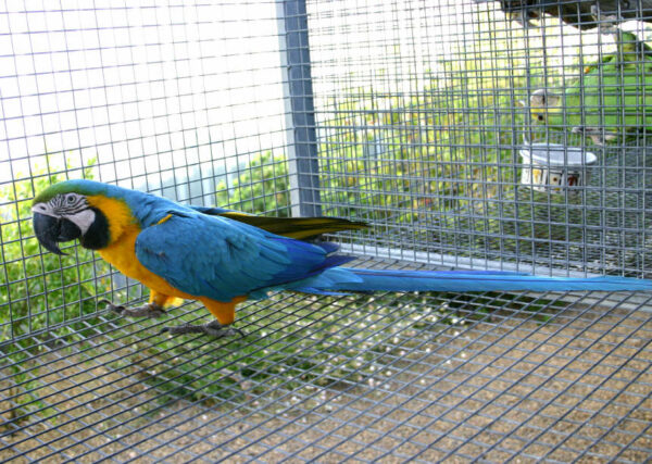 Blue And Godl Macaw Parrots For Sale