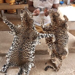 Buy Leopard Skins Online