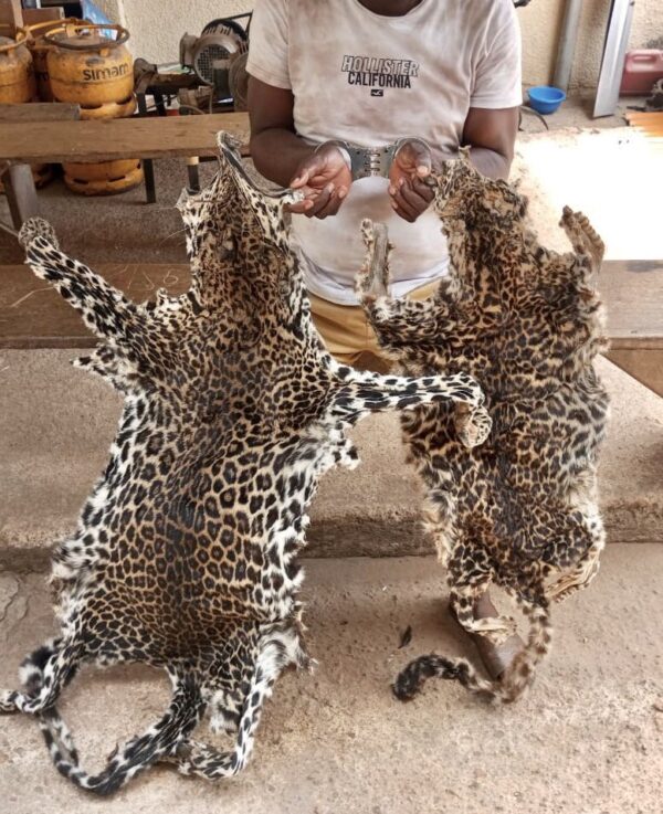 Buy Leopard Skins Online