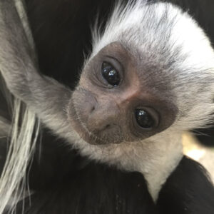 Colobus Monkey For Sale