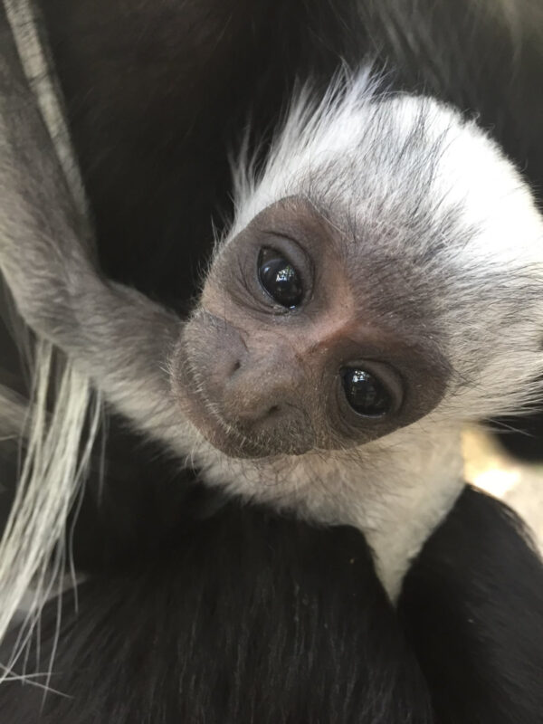 Colobus Monkey For Sale