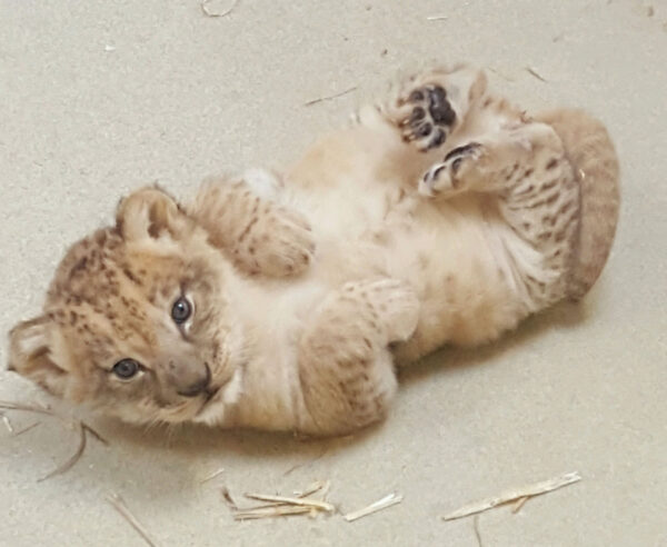 Greg The Male Lion Cubs For Sale