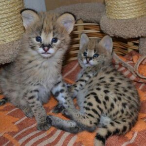 Serval Kittens for sale