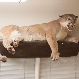 Full Body Cougar Taxidermy Mount For Sale