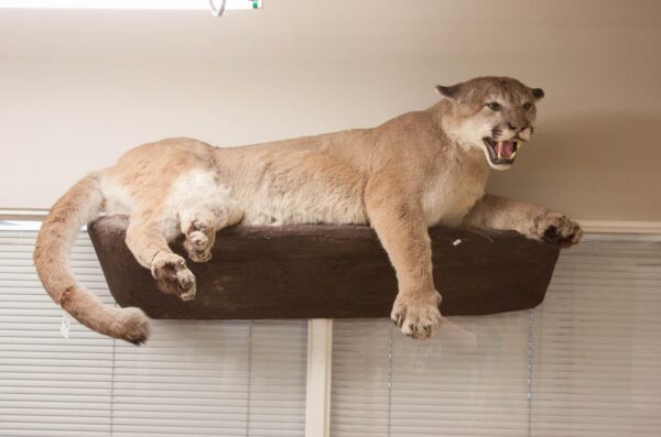 Full Body Cougar Taxidermy Mount For Sale