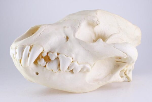 Real Spotted Hyena Skull For Sale