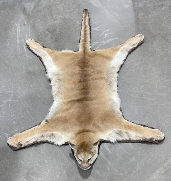 Mountain Lion Taxidermy Rug For Sale