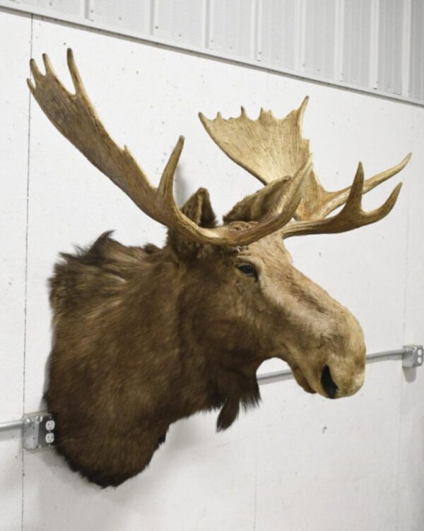 Alaskan Moose For Sale