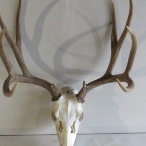 Mule Deer Skull on Plaque for sale