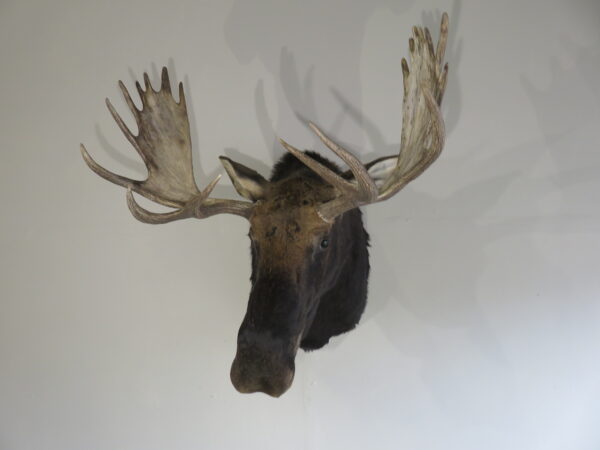 Record Shiras Moose Shoulder Mount for sale