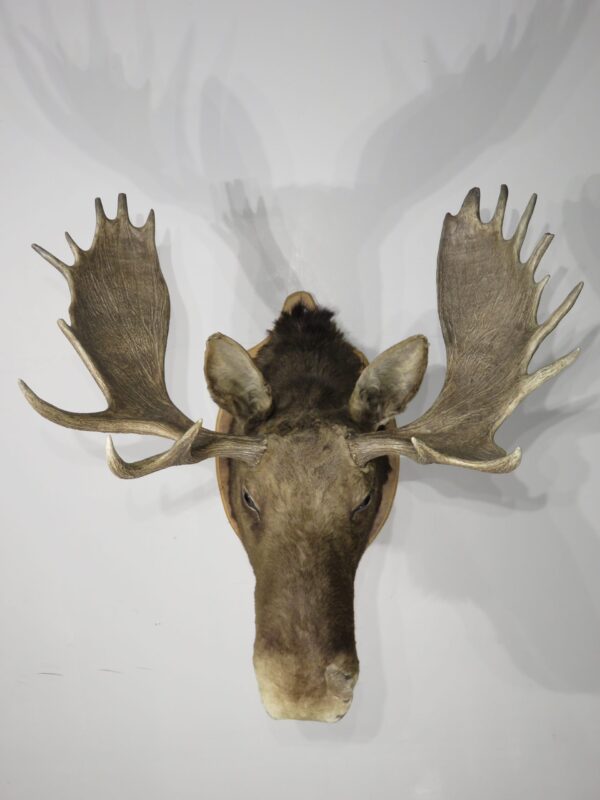 Cow Moose Taxidermy Shoulder Mount