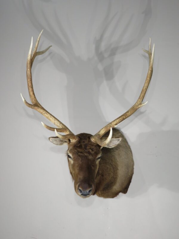 Elk Shoulder Mount for sale