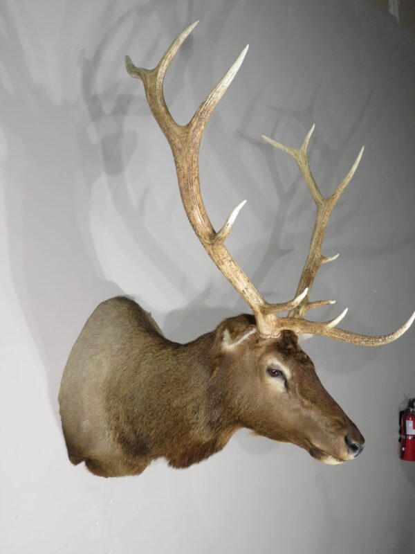 Elk Shoulder Mount for sale