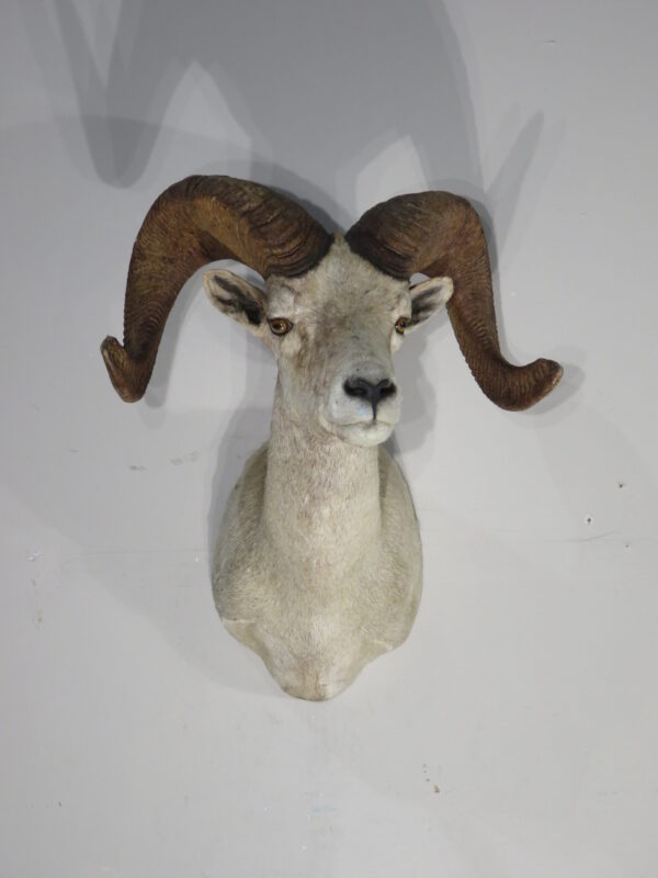 Desert Bighorn Taxidermy Mount For Sale