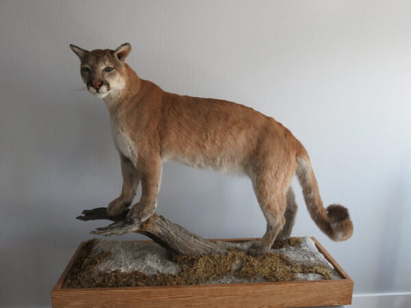 Full Body Cougar Taxidermy Mount For Sale