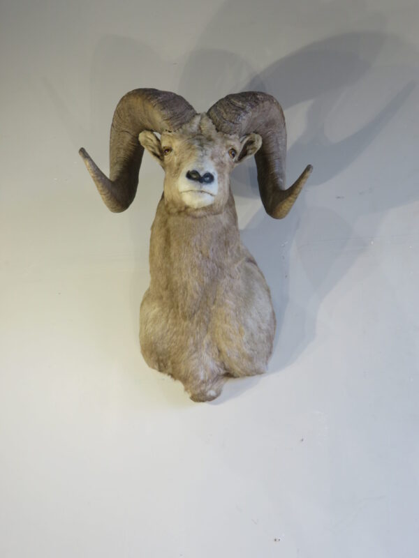 Desert Bighorn Taxidermy Mount For Sale