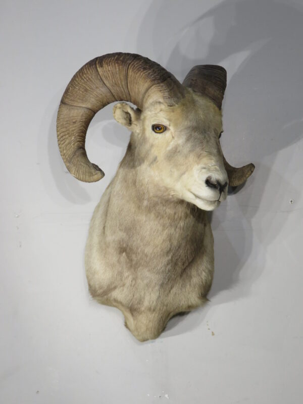 Desert Bighorn Taxidermy Mount For Sale