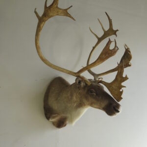 Boreal Woodland Caribou Shoulder Mount