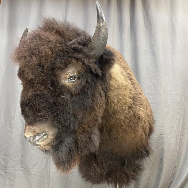 Bison Shoulder Mount For Sale