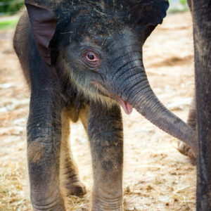 Ivan the male baby elephant for sale