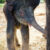 Ivsn The Male Elephant Calf For Sale