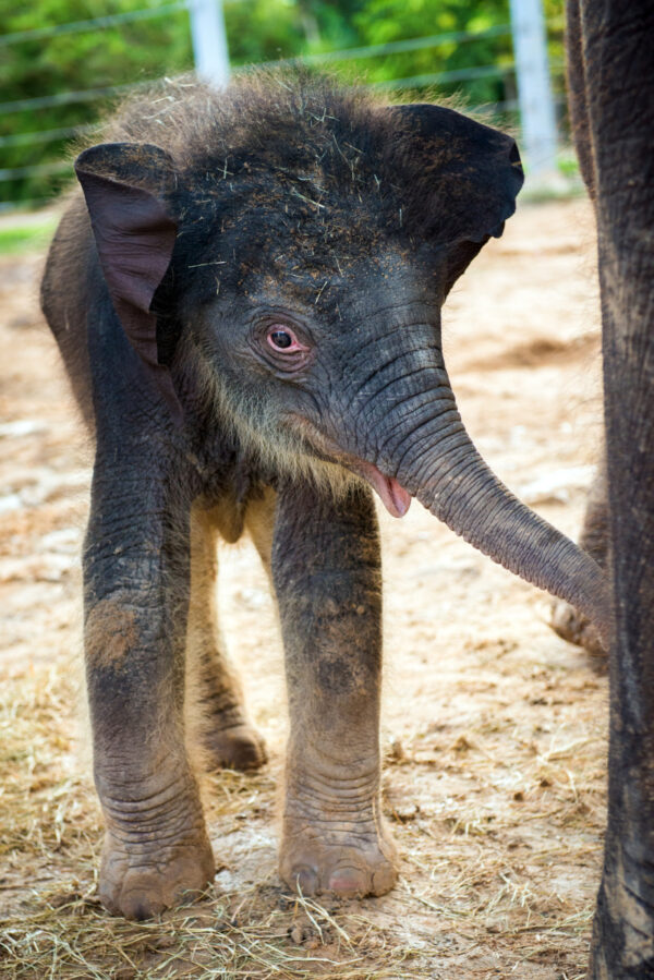 Ivan the male baby elephant for sale