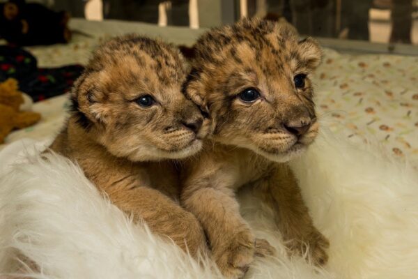 Jake And Tonia Male And Female Lion Cubs For Sale