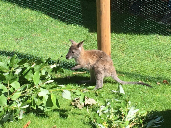 Jamea The Female Kangaroo Joey For Sale