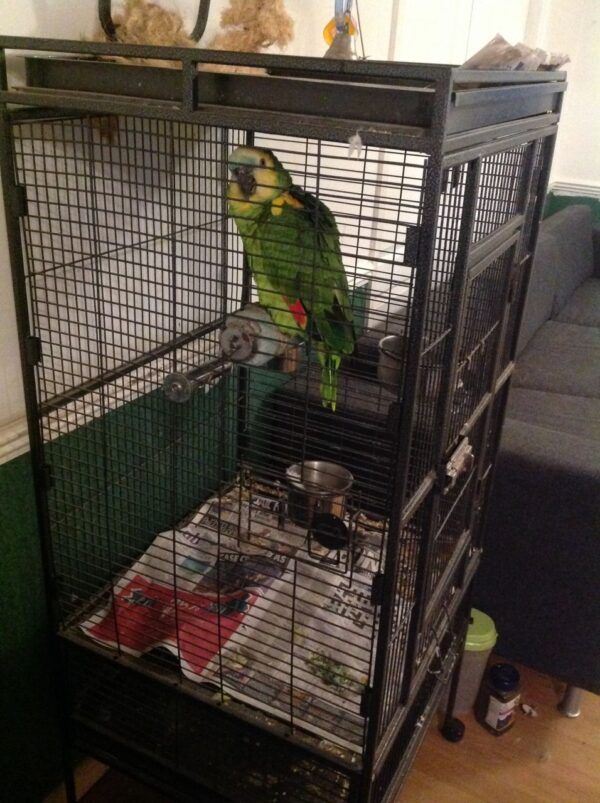 Amazon Parrots For Sale