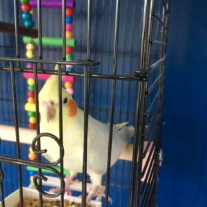 Cockatiels for sale