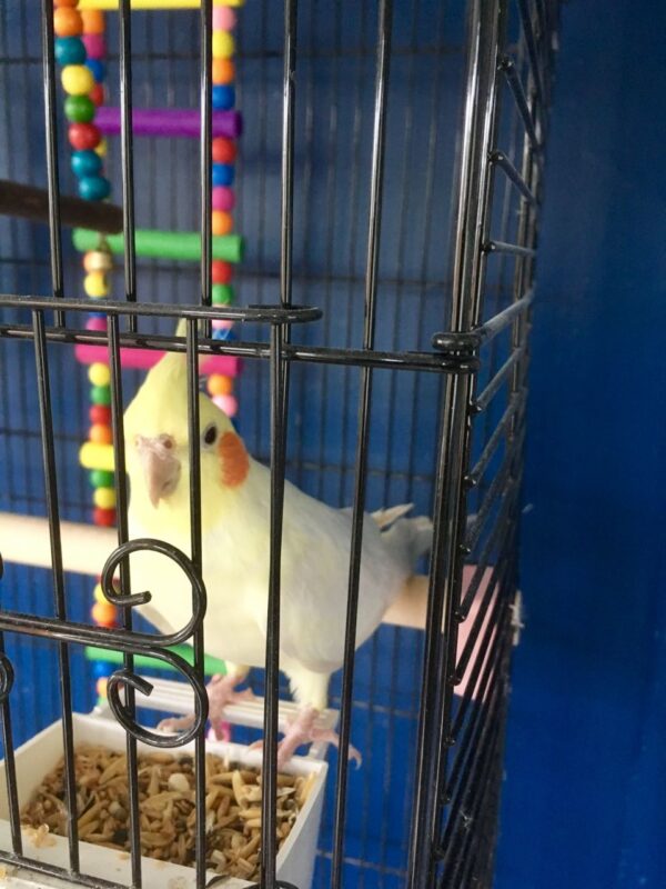 Cockatiels for sale