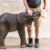 Jessy The Female Elephant Calf For Sale