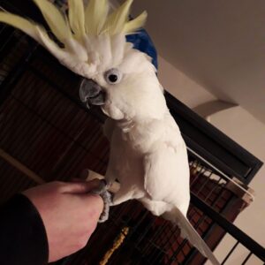 Yellow Crested Cockatoo For Sale
