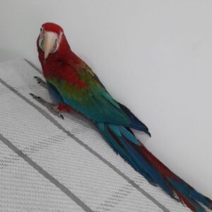 Greenwing Macaw For Sale