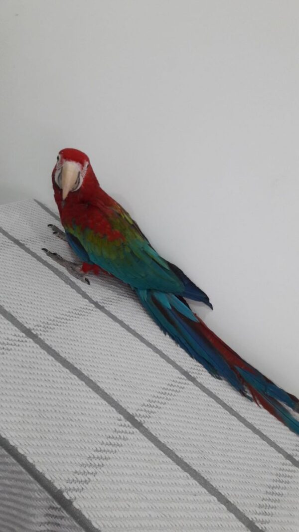 Greenwing Macaw For Sale