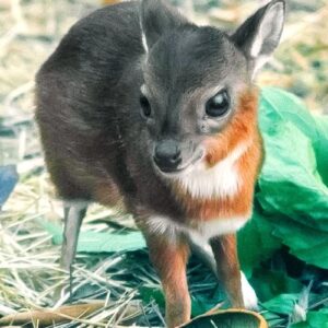 Julie The Female Royal Antelope For Sale