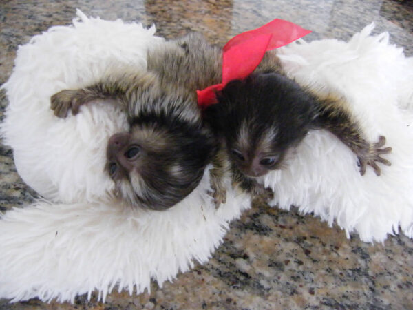 Marmoset Monkeys For Sale