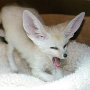 Laura the female fennec fox