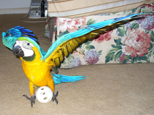 Harlequin Macaw Parrots For Sale