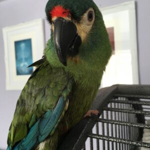 Illiger Macaw Parrots For Sale