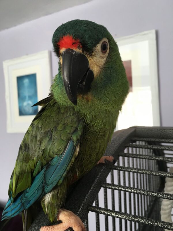 Illiger Macaw Parrots For Sale