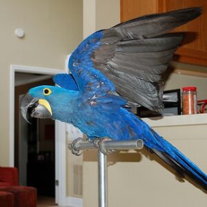 Hyacinth Macaw Parrots For Sale