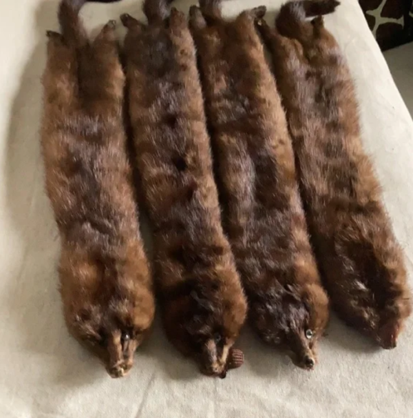 Mink Skin For Sale