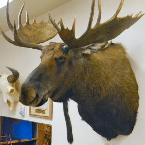 Cow Moose Taxidermy Shoulder Mount