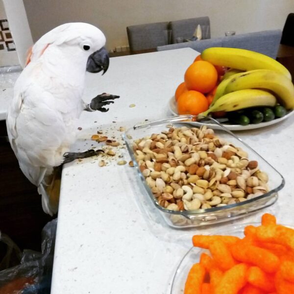 Moluccan Cockatoos For Sale